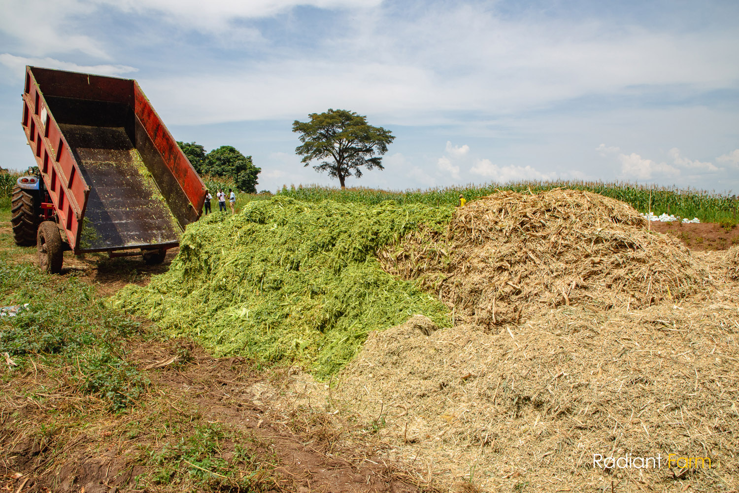 How Maize Silage Silos Help Radiant Farm Deliver the Best Feed