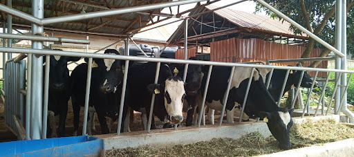 6 Common Feeding Mistakes in Uganda (And How to Avoid Them)