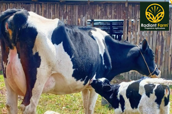 How to Improve Milk Production in Uganda Through Proper Feeding