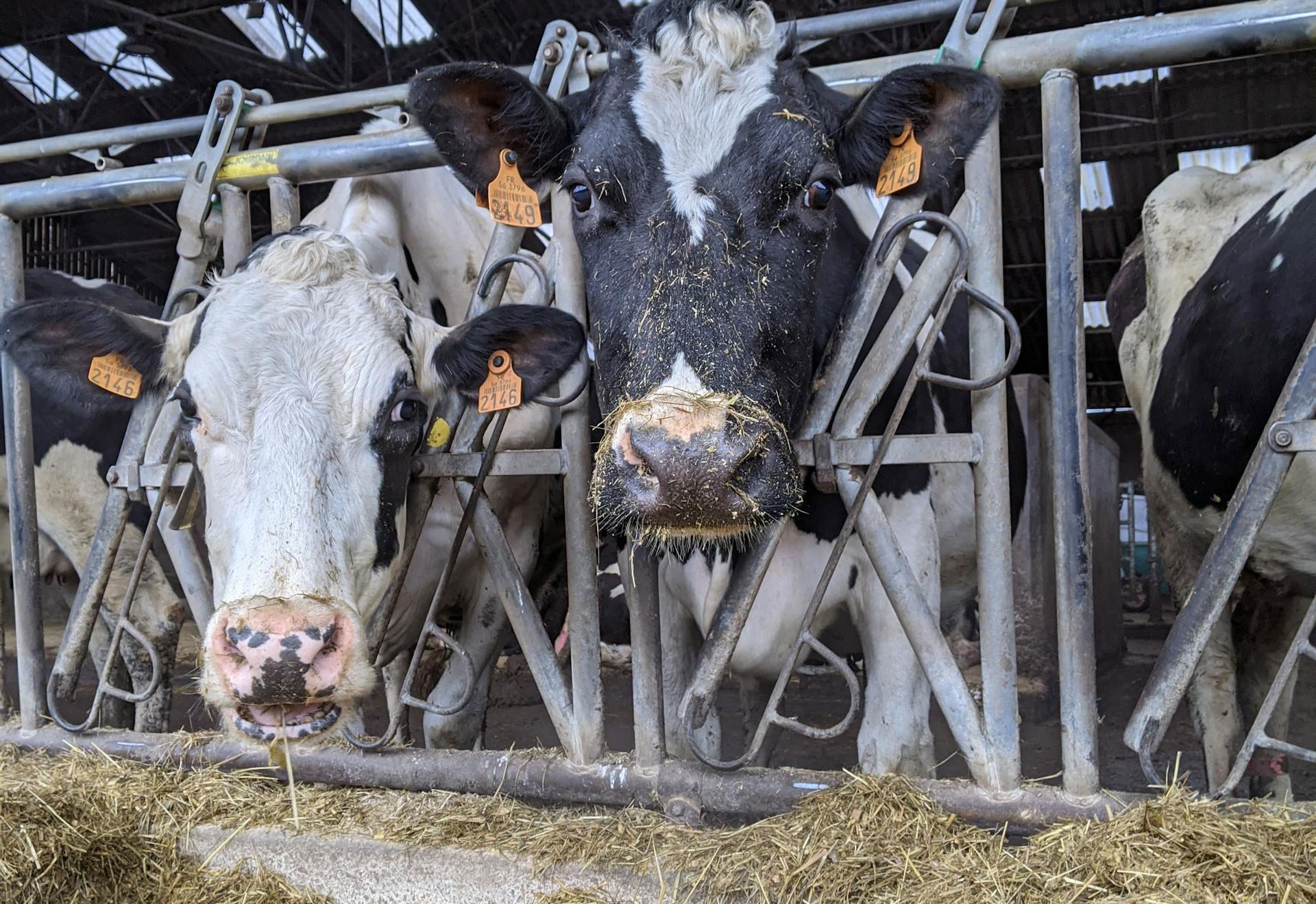 Understanding the Role of Protein in Dairy Cow Diets.