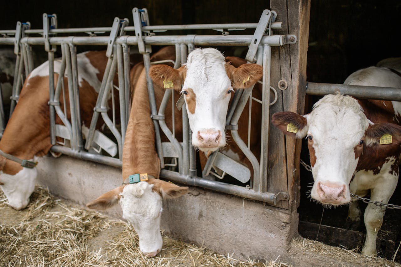 The Best Feeding Routine for Dairy Cows (Morning to Evening)