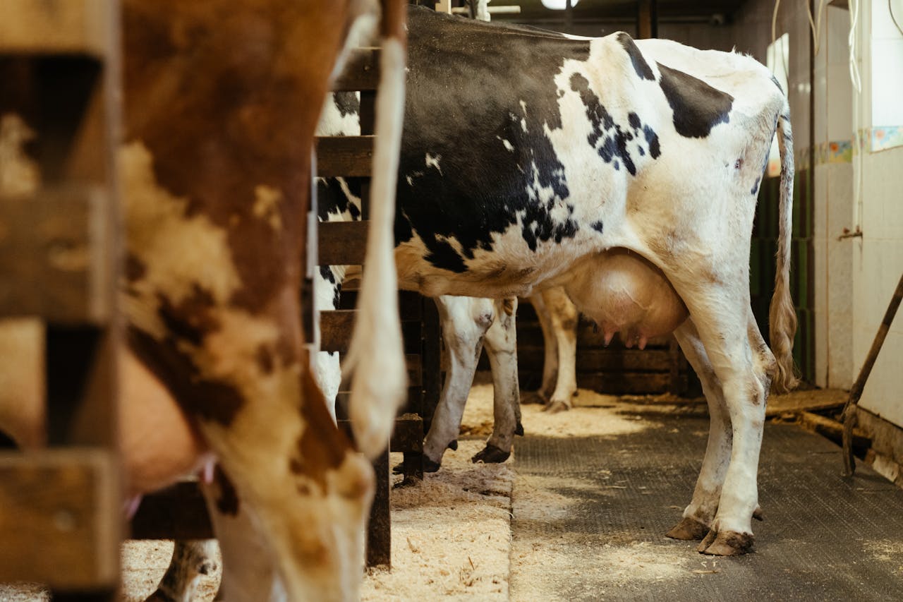 How to Feed High-Producing Dairy Cows for Maximum Milk