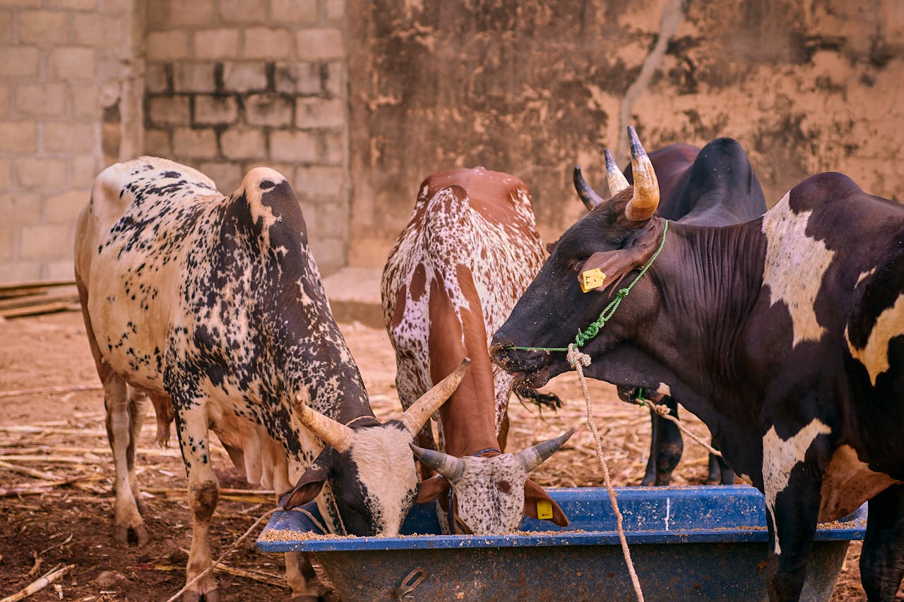 Signs Your Dairy Cow Is Not Getting Enough Nutrition