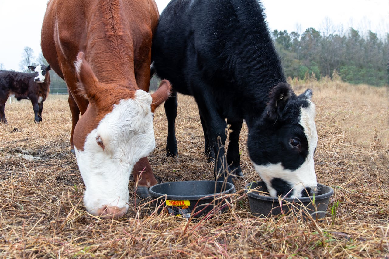 Fodder Planning and Dry Season Feeding (Series Introduction)