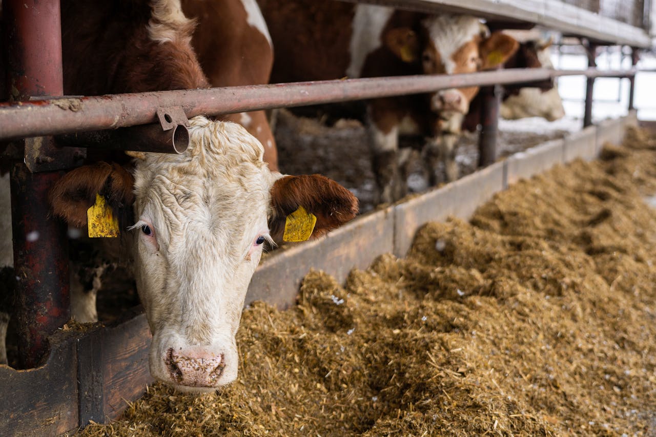Hay vs Silage: Which Feed Is Better for Dairy Cows?