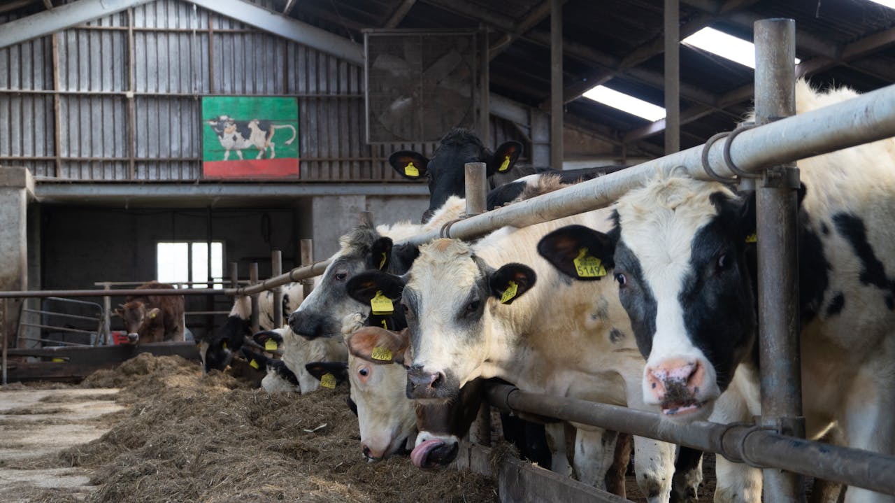 How Maize Silage Improves Dairy Cow Productivity