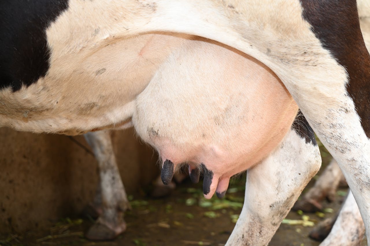 How Much Silage Should a Dairy Cow Eat Per Day?