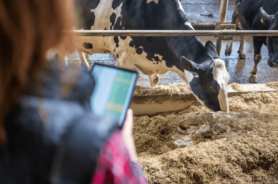 The Cost of Feed Shortages in Dairy Farming