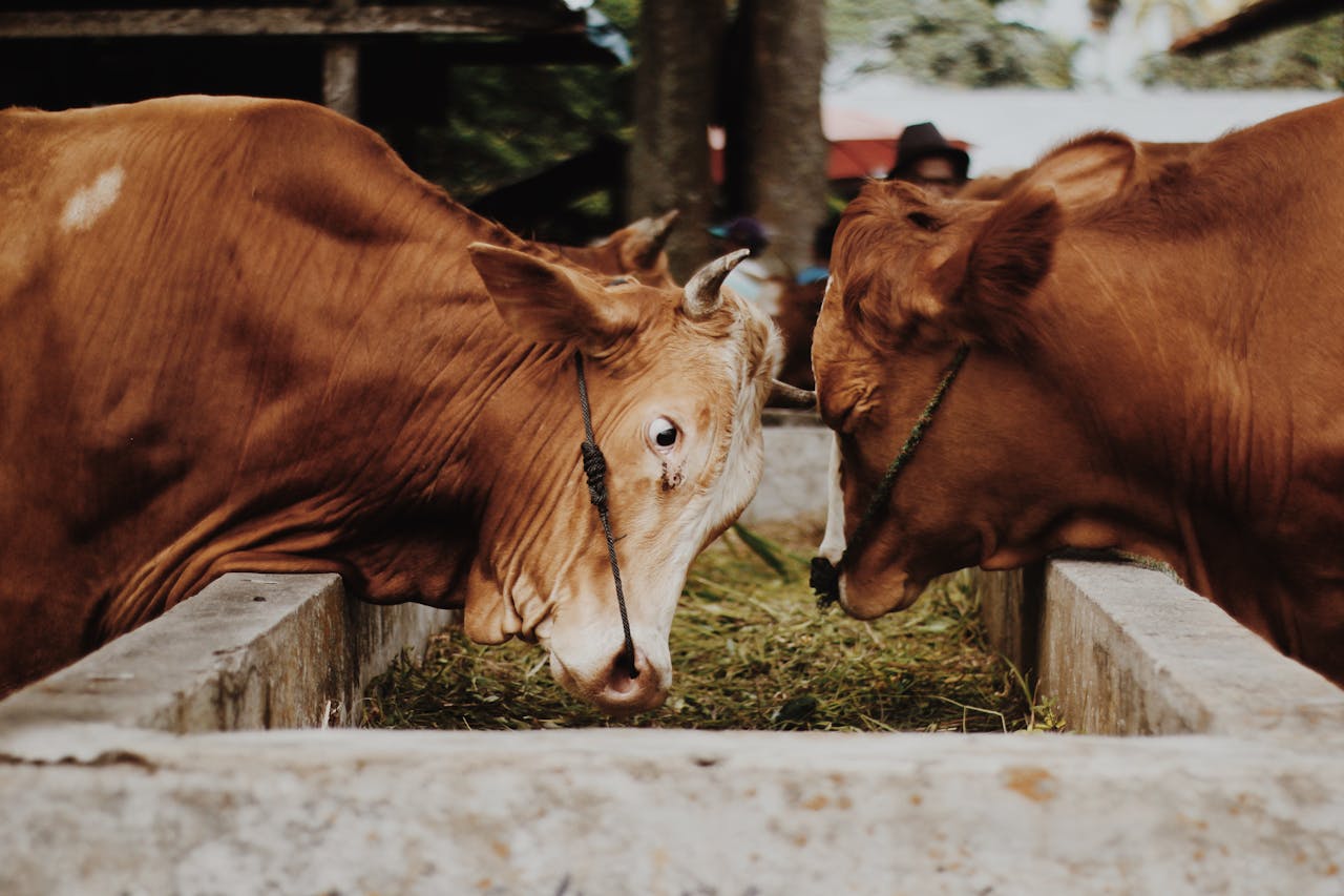 5 Ways Smart Dairy Farmers Prepare Feed for the Dry Season