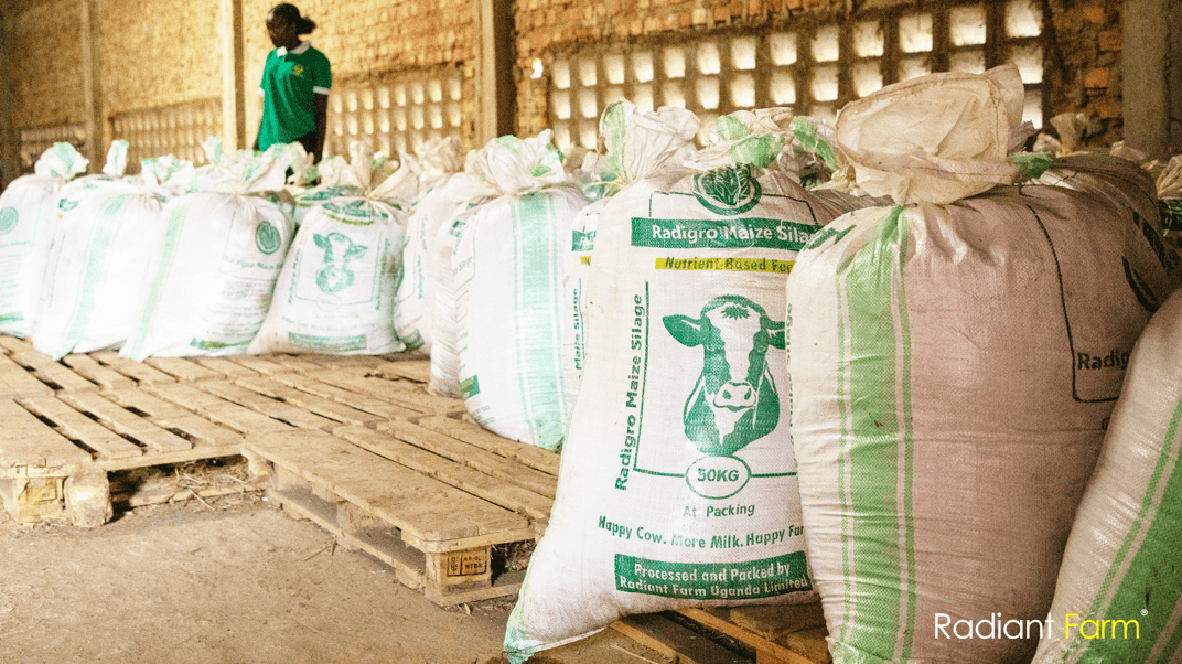How to Store Hay Properly to Maintain Its Nutritional Value