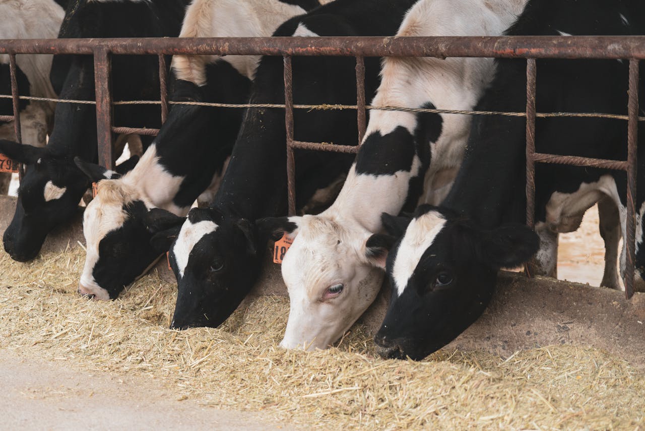 Why Consistent Feeding Time Improves Milk Yield