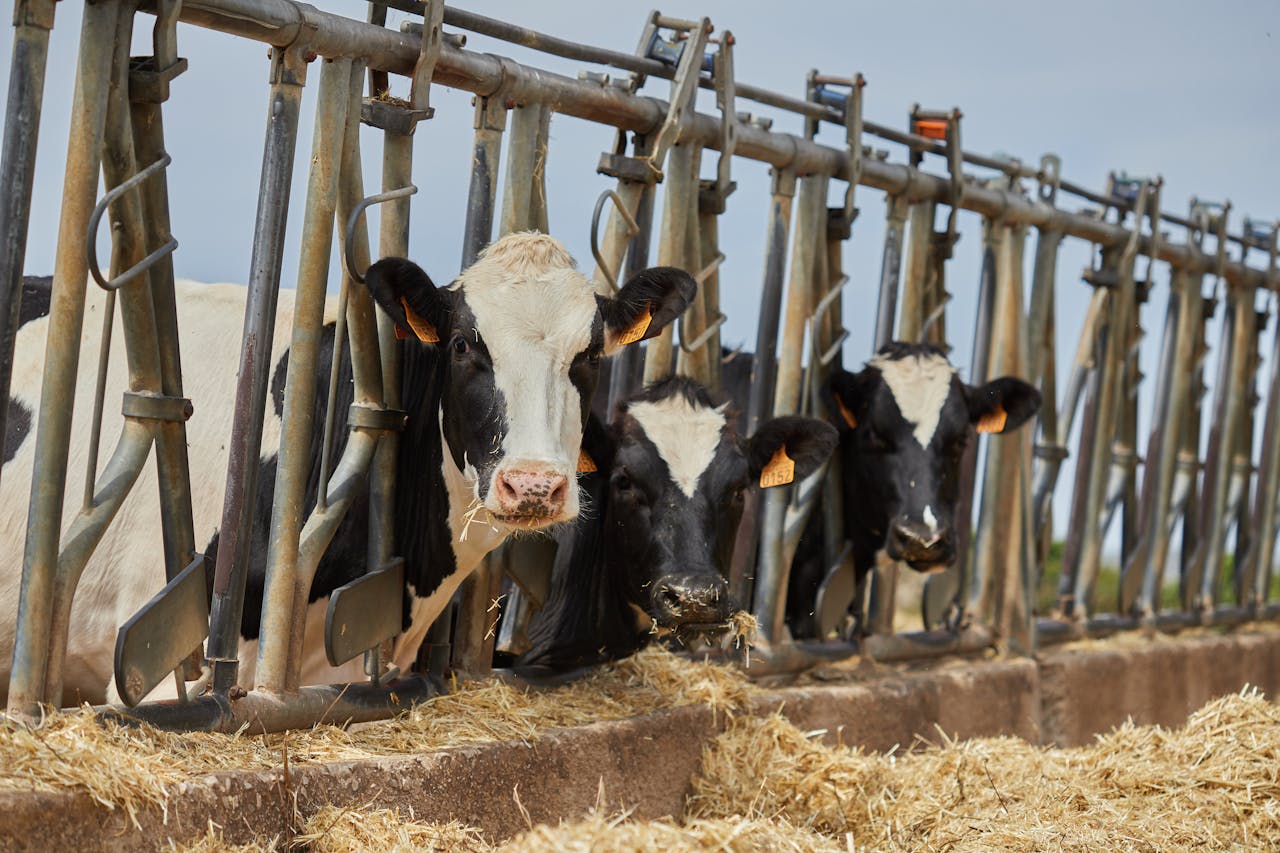 How to Reduce Feed Wastage on Your Dairy Farm