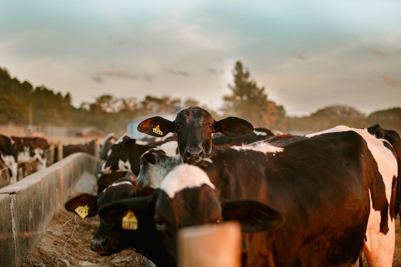 How to Maintain Milk Production During Drought