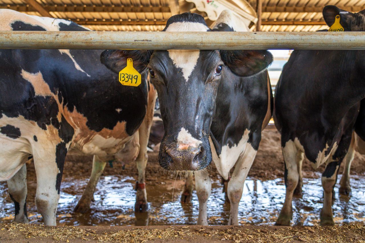 10 Habits of Successful Dairy Farmers in Uganda