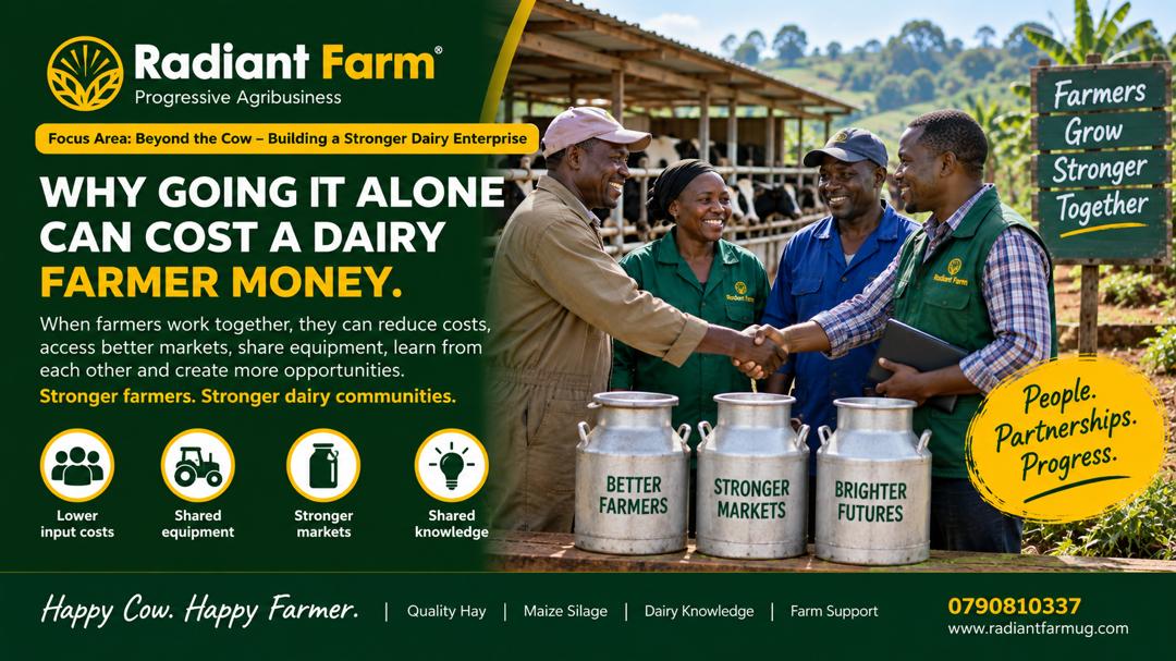 Why Going It Alone Can Cost a Dairy Farmer Money