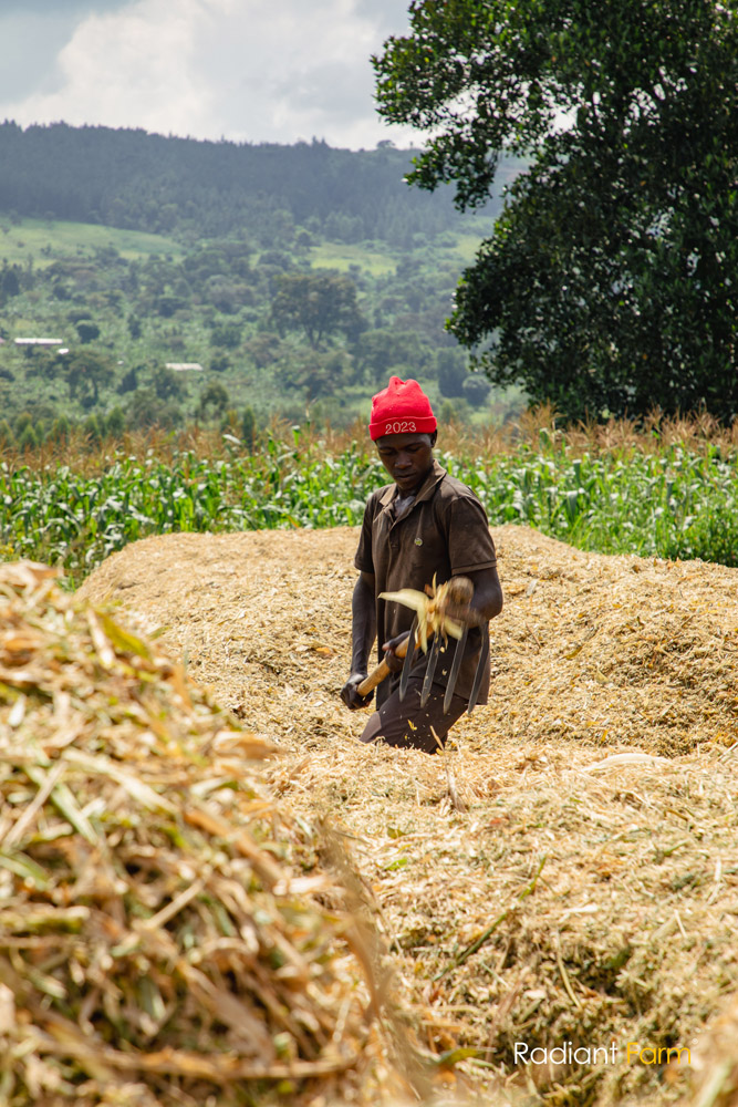 Radigro Bagged Shredded Hay