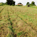 Uganda: Farmer overcomes drought by making hay and silage