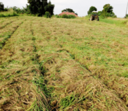 Uganda: Farmer overcomes drought by making hay and silage