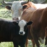 Best ways to fatten cattle