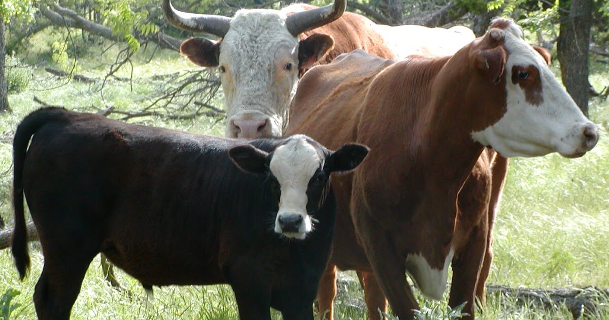 Best ways to fatten cattle
